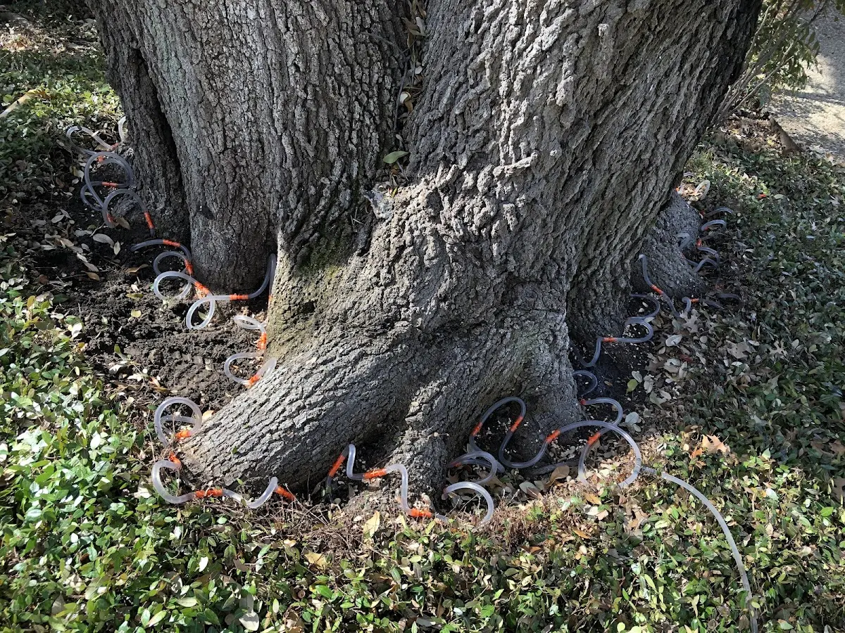 Detailed Tree Cabling and Bracing job site in Polkton