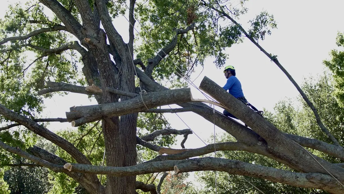 Professional Crown Thinning performed by certified arborists in Polkton