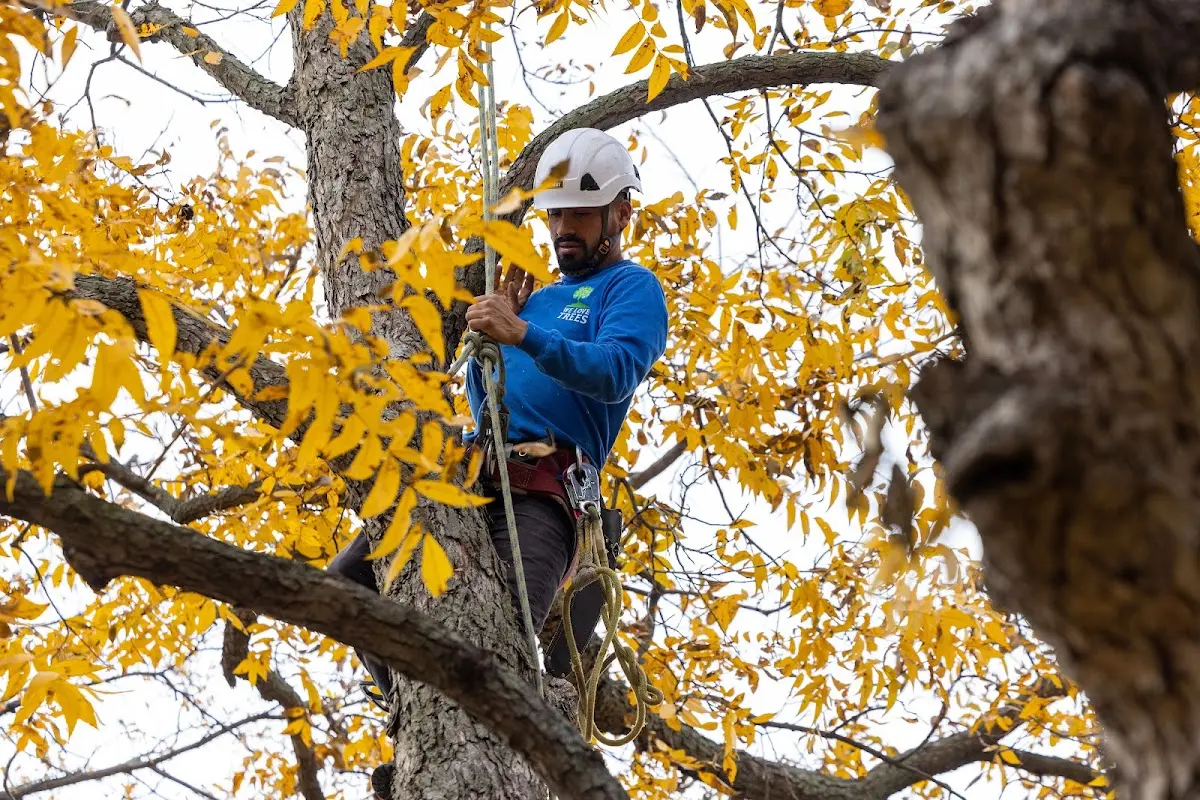 Skilled Storm Damage Cleanup crew working in Polkton